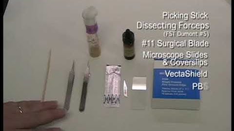 Third-instar Drosophila larvae