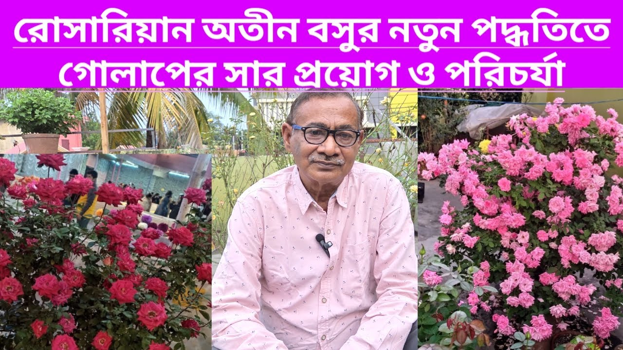 অতীন বসুর নতুন পদ্ধতিতে গোলাপের সার প্রয়োগ ও পরিচর্যা || Atin Basu Rose Care ||