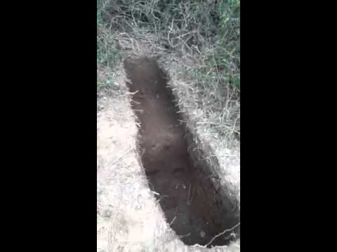herpetologist meaning tunnel digging part 1