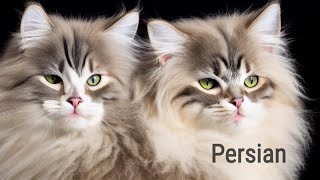 Meet the 'Flat Faced' Persian Cat with Long Fur! by Pretty Purrfect Cat Facts 165 views 1 year ago 3 minutes, 59 seconds