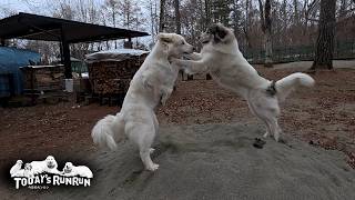 息子（格下）の手袋を取り合って鬼ごっこをしたベルとリリーです　Great Pyrenees　グレートピレニーズ
