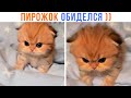 ПИРОЖОК ОБИДЕЛСЯ Приколы с котами Мемозг 1383