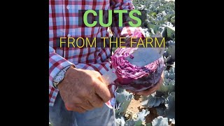 Farm Fresh: Harvesting