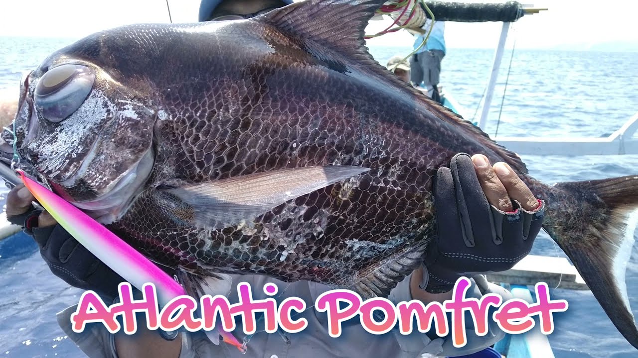 Slow Deep Jigging 398 meters on PSLJ 603-5 | Rare Fish Hunter