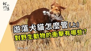 遊蕩犬貓怎麼管《上》遊蕩犬貓對野生動物造成哪些衝擊(公視我們的島第1207集 20230605)