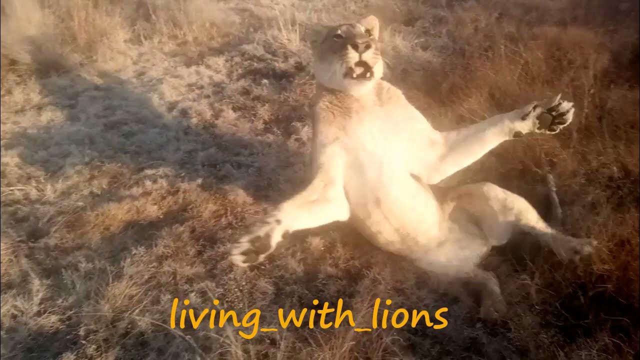 После нападения льва получил