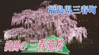 満開を迎えた三春の滝桜　福島県三春町