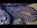 Real-time Seafood Adventure - Full Dive Revealed！RQ033  #seafood  #crab #fishing