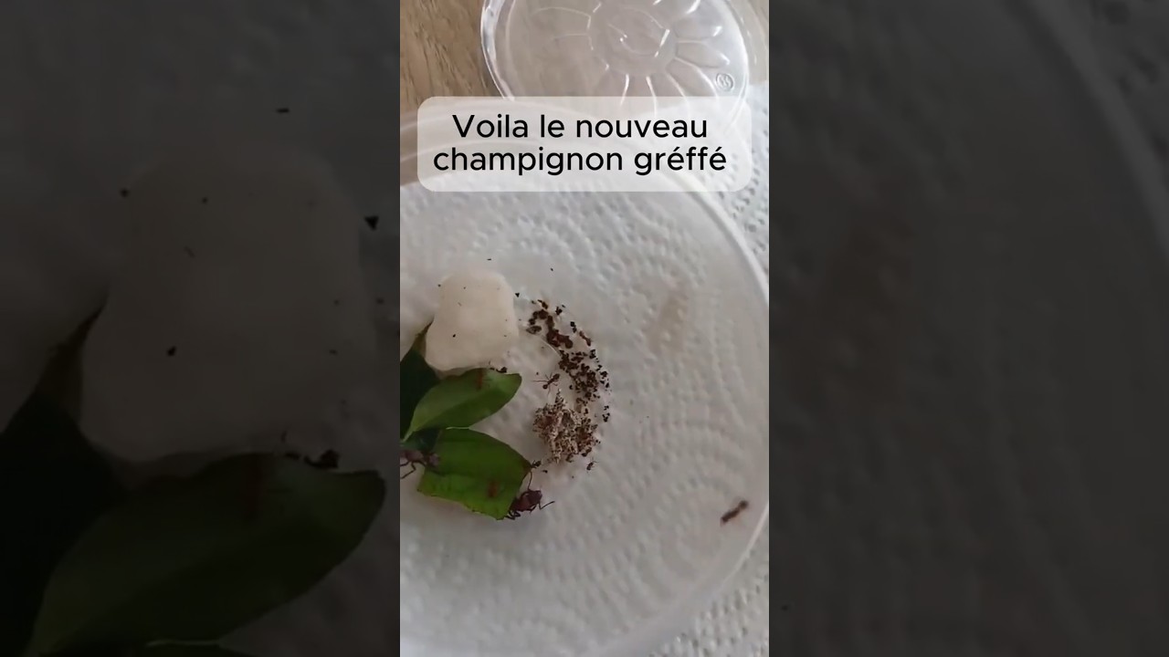 Greffage de champignon pour la fondation N°1