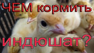 Индюшата | Чем кормить индюшат? | Состав комбикорма для индюшат