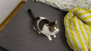 Ragebaiting Lemon the cat