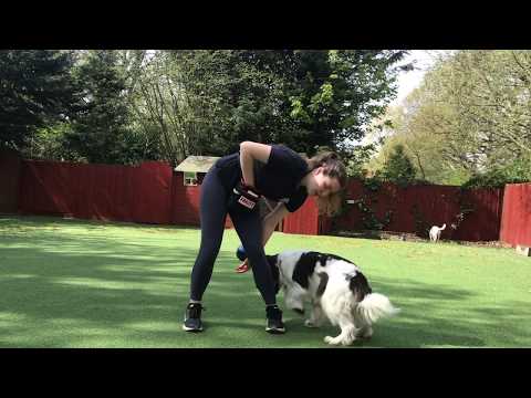 How to Teach Your Dog a Peekaboo!