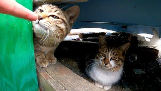 子猫「いらっしゃいませ」