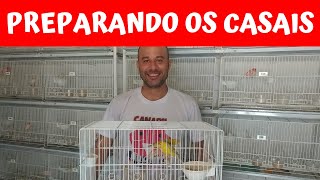 Como Preparar os Casais de CANÁRIOS para REPRODUÇÃO screenshot 5