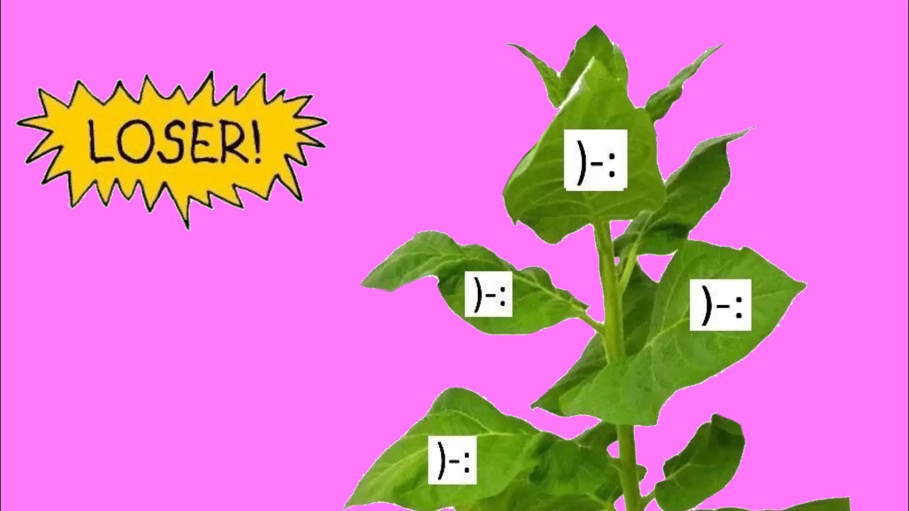 Loser!