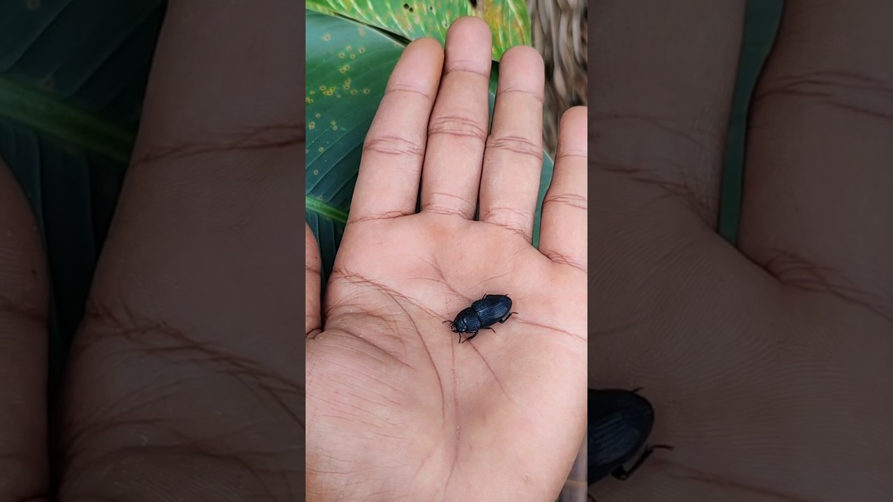 larvae ➡️ stag beetle 