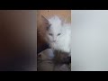 Сугробу необходимы консервы паштет ренал🙏 Помогите пожалуйста