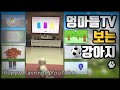 강아지가 보는 유튜브, 멍마들 보여주니 초집중하는 &#39;망고&#39;  - TV-watching Maltese