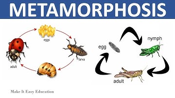 METAMORPHOSIS || COMPLETE AND INCOMPLETE METAMORPHOSIS || SCIENCE EDUCATIONAL VIDEO FOR KIDS