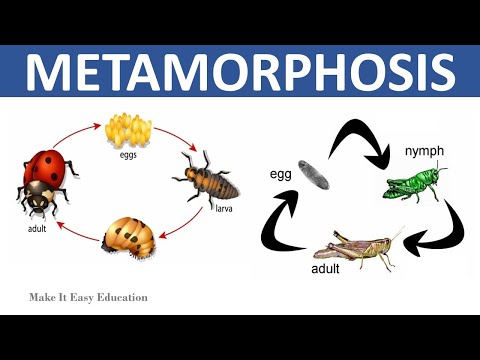 Video: Wat zijn de 3 soorten metamorfose?
