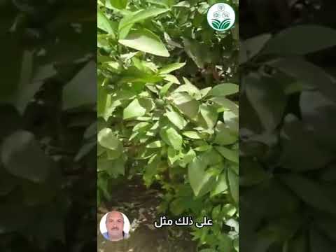 هناك احتياطات يجب الأخذ بها عند إضافة الأسمدة الفوسفاتية لبساتين الفاكهة التي تروى بالتنقيط شاه