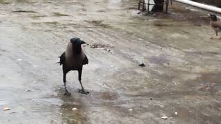 Bird's fun in my garden during the first rain of this year | Sparrow | Crow