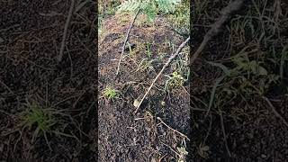 Download Lagu #shorts PRENJAK II PRENJAK LUMUT GACOR II Pikat Semua jenis burung #prenjak #prenjaklumut MP3