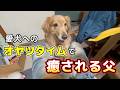 愛犬へのオヤツあげを父目線でどうぞ♪ #オヤツ #癒し #大型犬