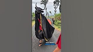 Carnival-flavored bull, LLS explodes😛🥳 #jaranan #bull