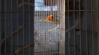 Burung Sunconure Dan Nansun Conure Kawin 