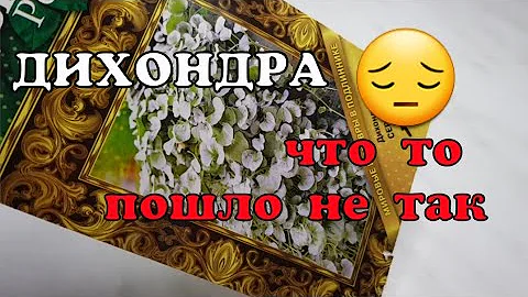 Дихондра/Как спасти дихондру/