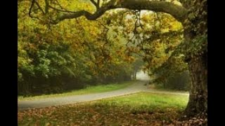 "Tale of Three Trees" Genesis 1:26-27, 2:9,16-17, 1 Peter 2:24-25