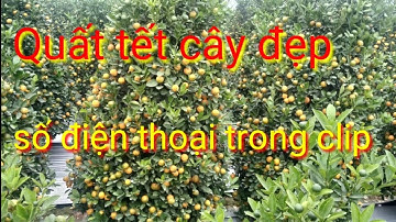 Quất Tết 2022 cây cực đẹp bán quất tết 2022 giá không đâu rẻ bằng, giá quất tết tại vườn