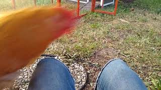 Tame, friendly buff orpington chickens come when called and jump on my lap