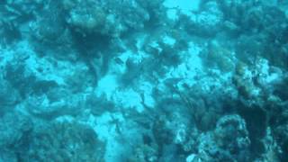 Diving Grand Turk - Alien Nation 111213 12
