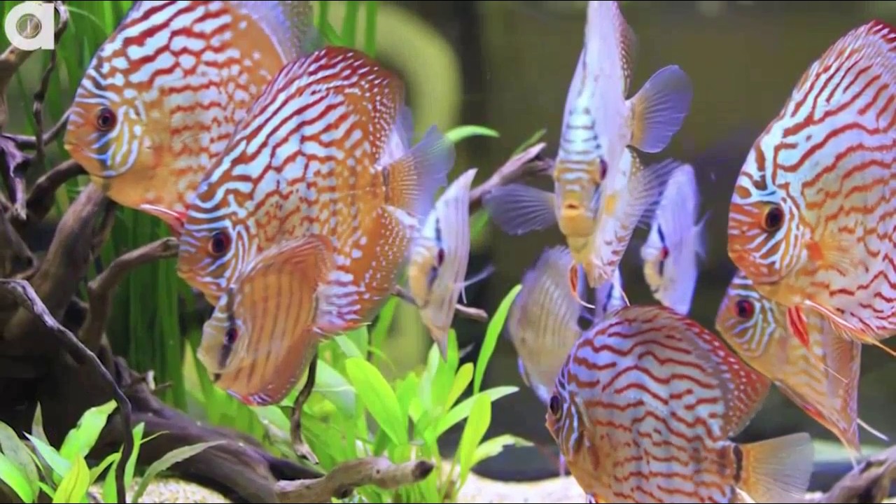 animal sex porn videos animal sex porn videos