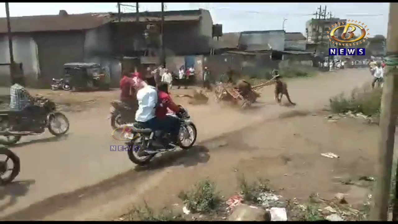 पुलाची शिरोली इथली घोडागाडी शर्यत बेकायदेशिर असल्यानं आयोजकांवर पोलिसात गुन्हे दाखल