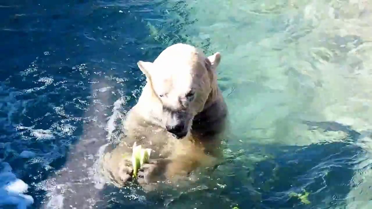Toronto Zoo polar bears feeding and playing time YouTube
