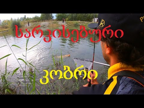 დიდი კობრი სილიკონზე