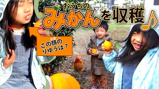 デコポン？不知火？謎品種のみかんを12月初旬に収穫をしたよ！手入れをしてないお庭のミカンの木だけど…どんな味がするかな♪