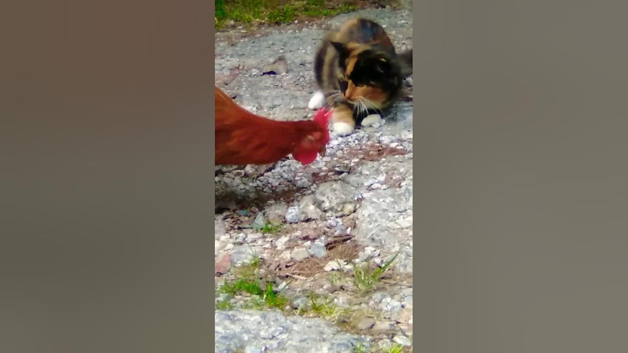 🐓 steals Cali's bug🐈🐛🐛 like subscribe kittyplay kittycat rooster