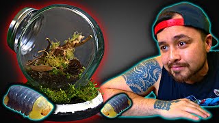 Isopod Candy Jar Terrarium (RUBBER DUCKIES)