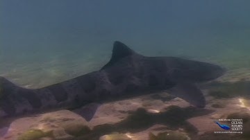 SeaScope 23 - Filming Leopard Sharks
