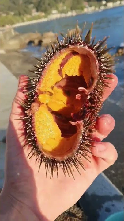 Fresh Kina/Sea Urchin.