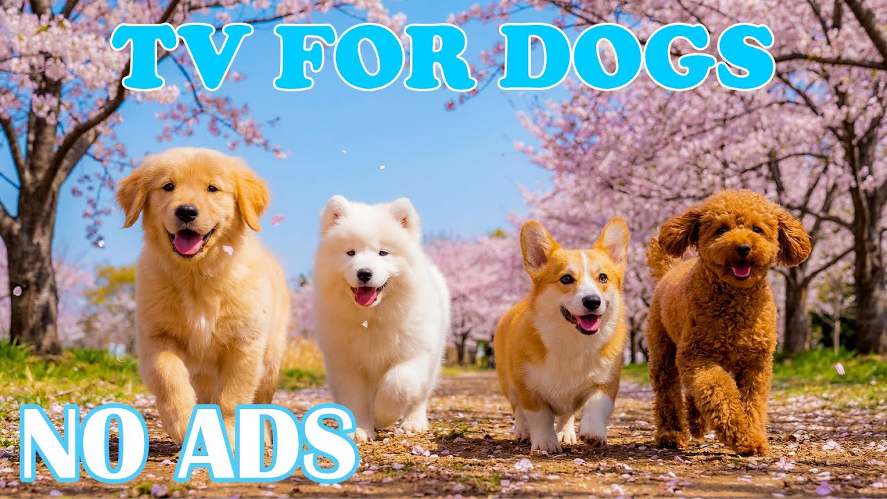 12 часов расслабляющей музыки для собак 🕰️🎶Мягкий успокаивающий звук для ТВ 📺✨Поддержка долгого с