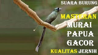 Masteran murai papua gacor