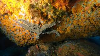 Marthasterias glacialis
