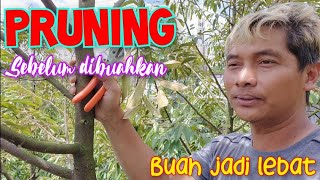PRUNING POHON DURIAN MENJELANG DIBUAHKAN || BOLANG AGRO MALANG #kebundurian #durianfruit