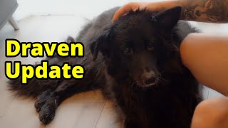 Draven Update | 12 Hour August Marathon Streams