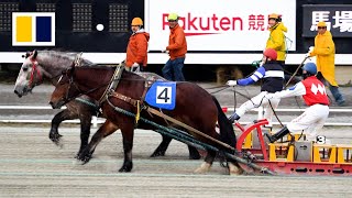 World’s slowest horse race picks up momentum in Japan